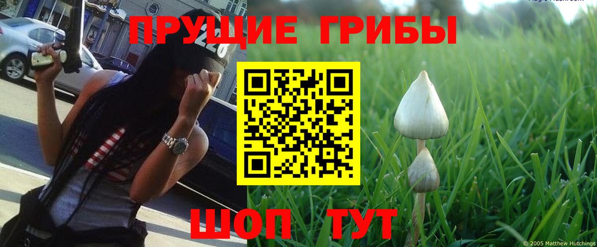 Галлюциногенные грибы Cubensis Обь
